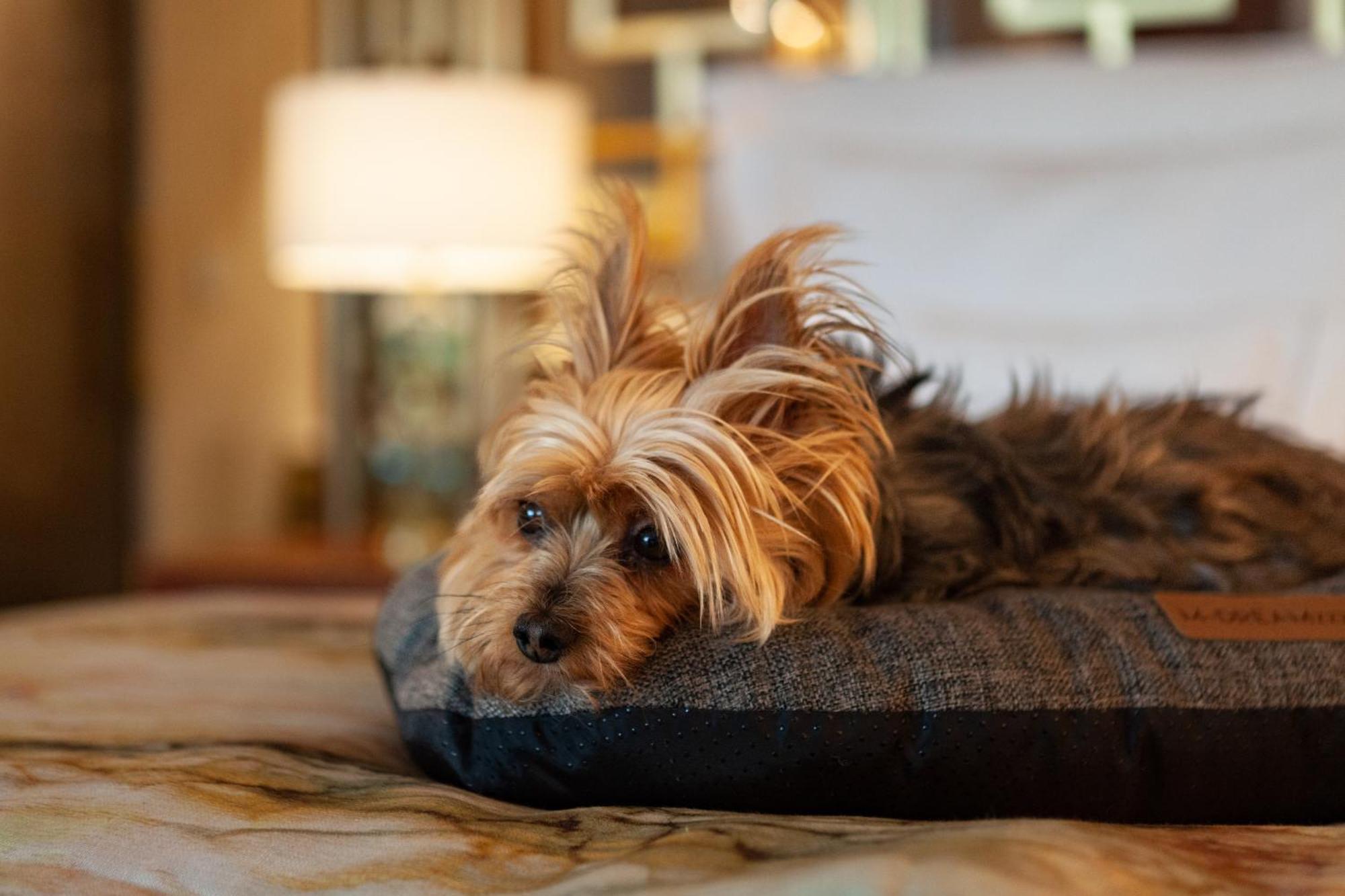 Wine & Books Lisboa Hotel Eksteriør billede A Yorkshire Terrier